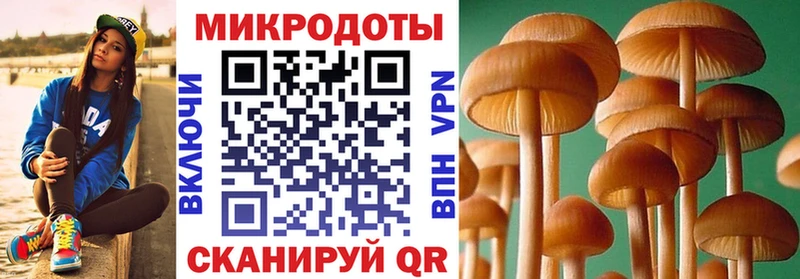 блэк спрут как зайти  Татарск  Псилоцибиновые грибы Psilocybe 